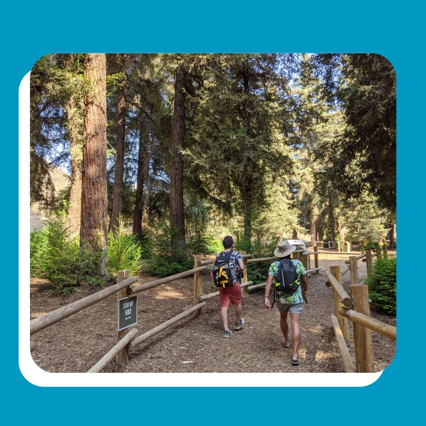 Two hikers on a trail lined with redwood trees.