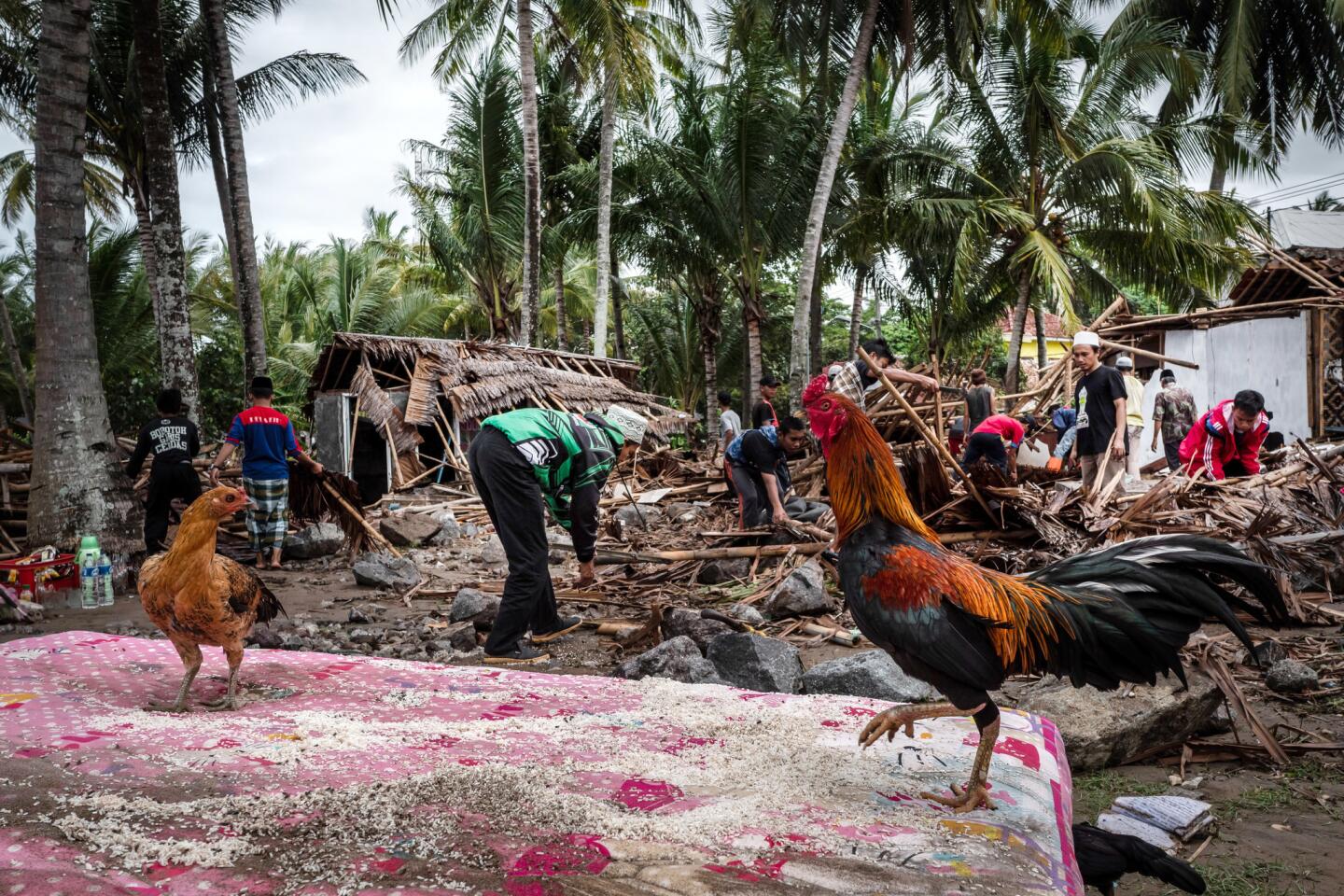 Death toll continues to rise following tsunami in Indonesia