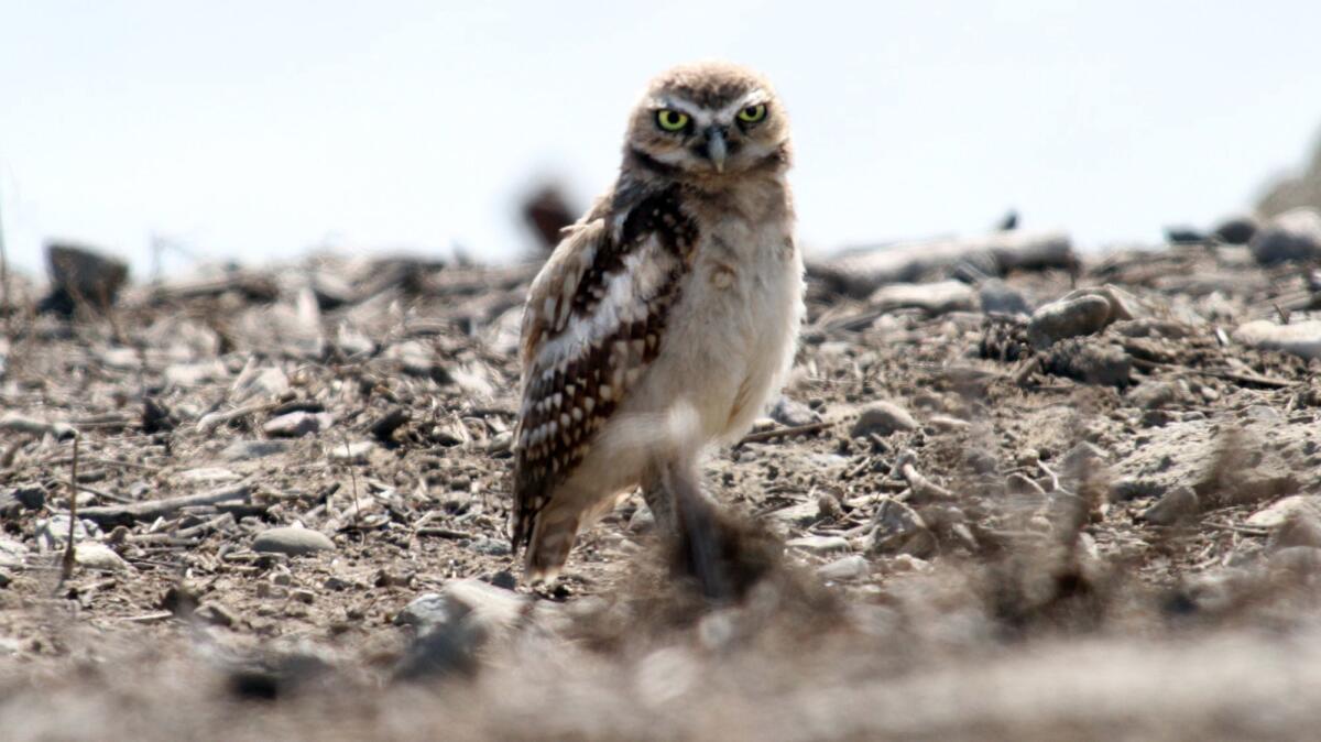 Burrowing owls have long legs and stay close to the ground.
