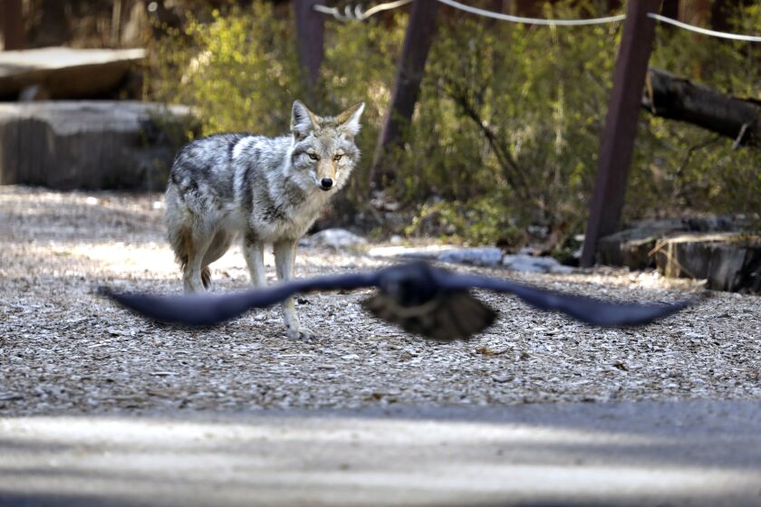 YOSEMITE NATIONAL PARK, CA - APRIL 11: A coyote wanders around Curry Village looking for a meal in Yosemite Valley on April 11, 2020. Yosemite National Park is closed to visitors due to the coronavirus, Covid 19. Animals roam the park without having to worry about crowds of people. Madera County on Saturday, April 11, 2020 in Yosemite National Park, CA. (Carolyn Cole / Los Angeles Times)
