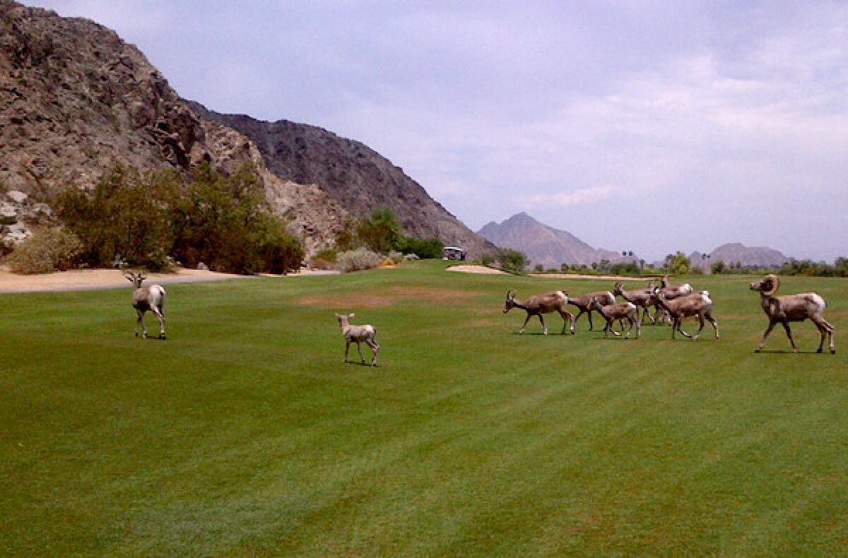 Bighorn sheep make their way across a fairway at SilverRock golf course in La Quinta.