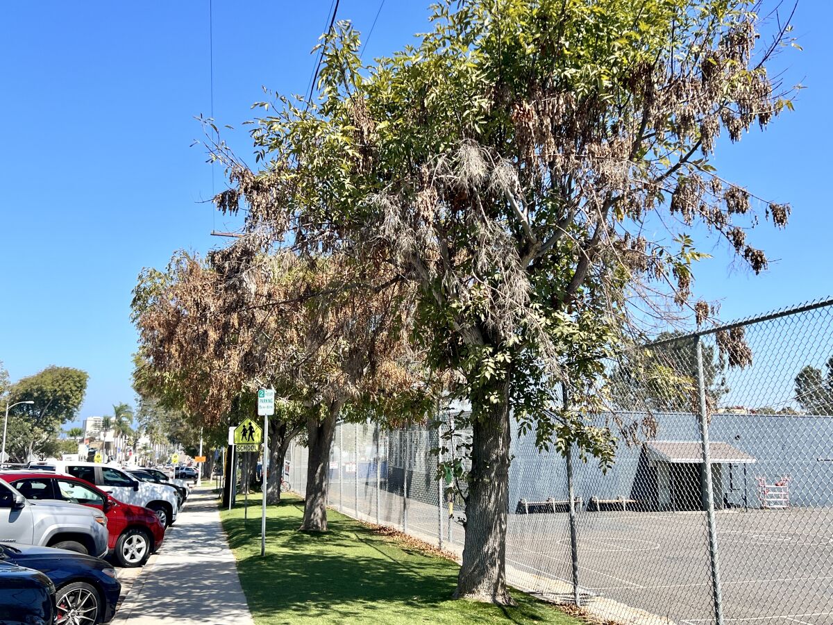 Trees along Girard Avenue outside La Jolla Elementary School appear to be dying.