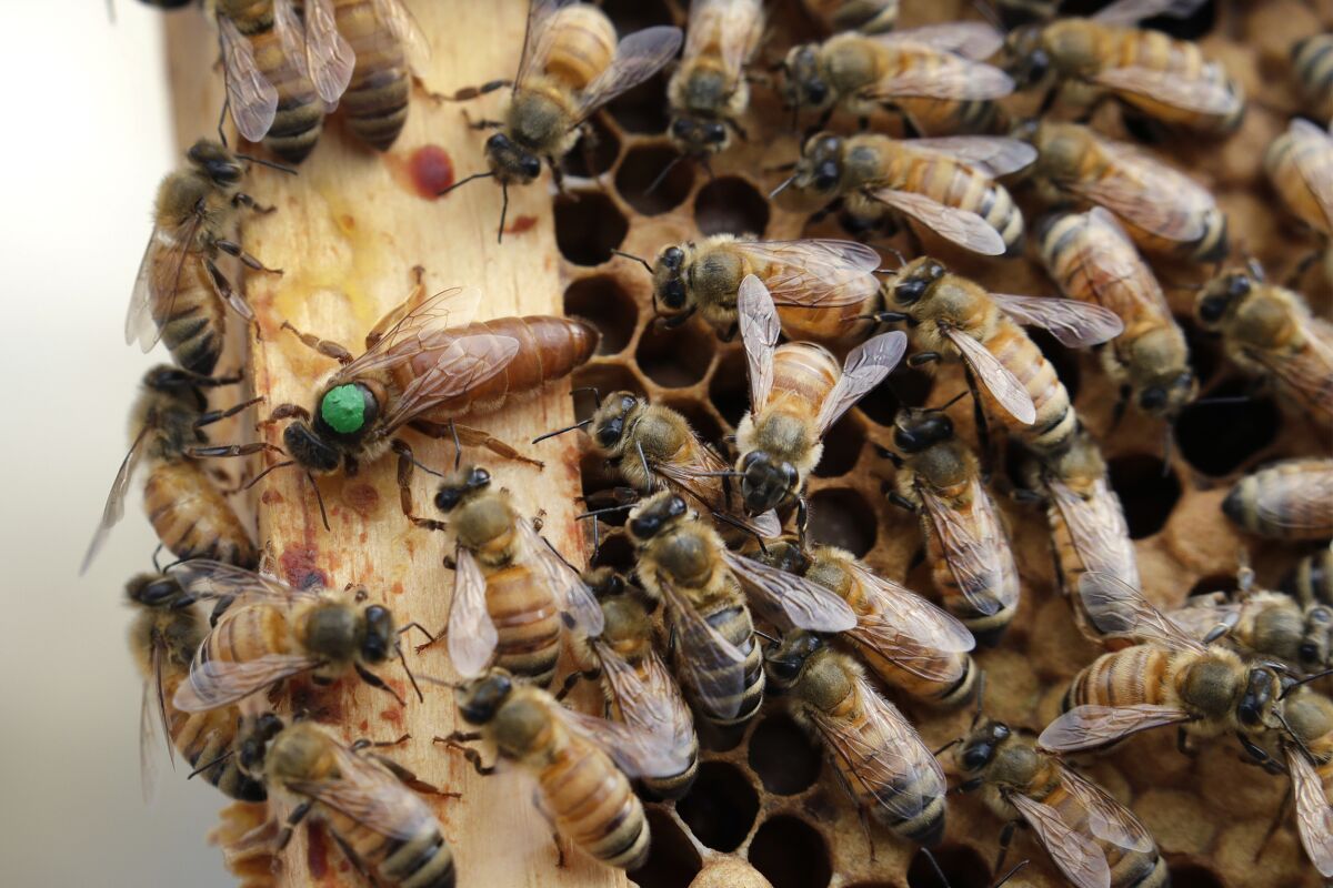  Bees move around a hive in Manchester, N.H.