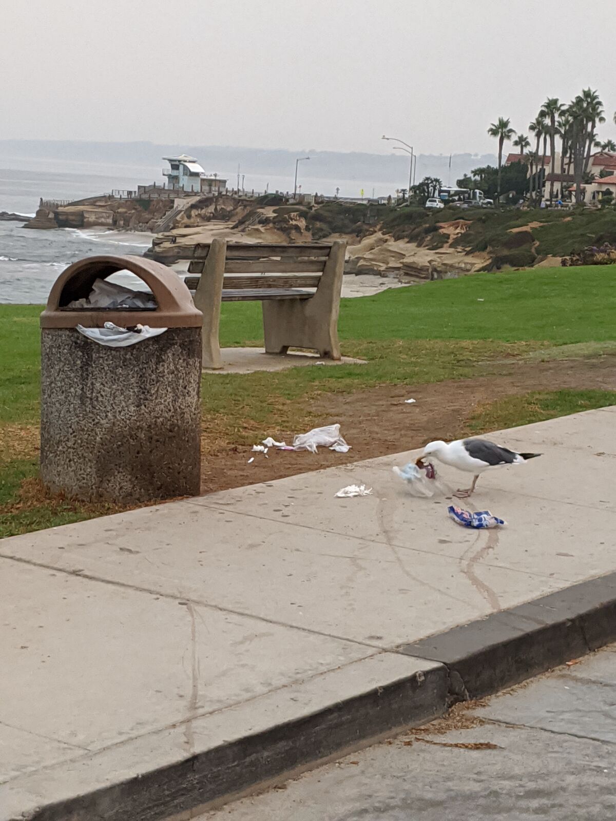 Jan Hageman wants new trash cans in La Jolla to take the place of containers like this one that seagulls can get into.
