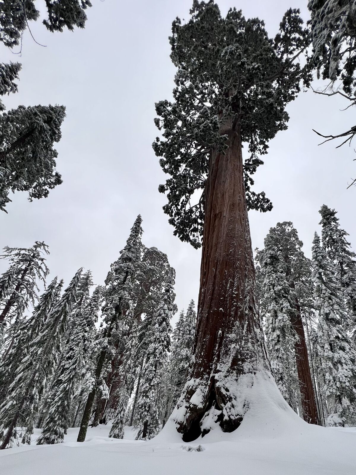 A massive sequoia tree in a snowy forest.