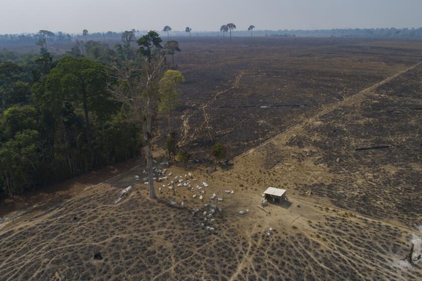 ARCHIVO - En esta fotografía de archivo del 23 de agosto de 2020, ganado pasta sobre tierras quemadas y deforestadas recientemente por ganaderos cerca de Novo Progresso, estado Pará, Brasil. (AP Foto/André Penner, archivo)