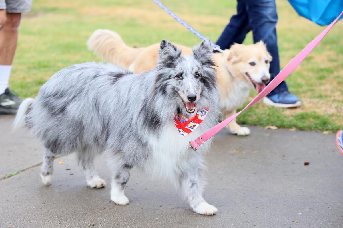San Diego Humane Society’s 26th annual Walk for the Animals goes virtual this year on Saturday, May 2.