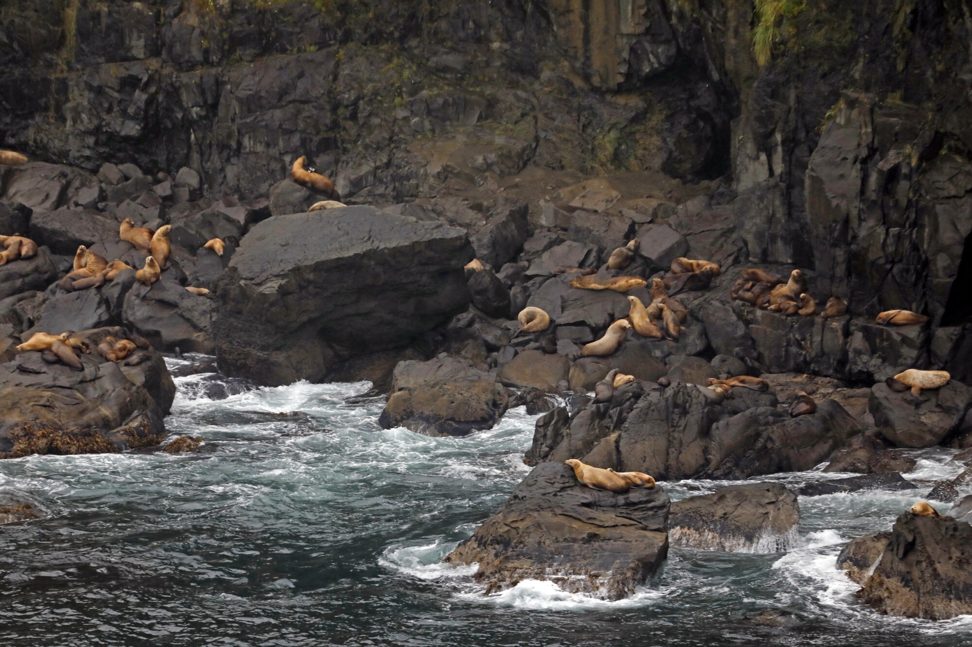 About two dozen sea lions lying along on a rocky shore