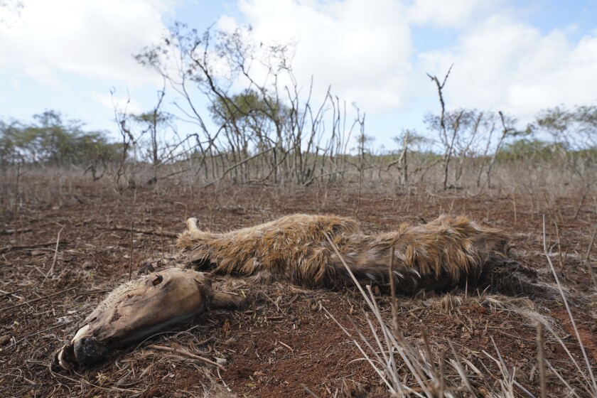 This image provided by Honolulu Civil Beat shows a dead axis deer in a field on the island of Molokai in Hawaii on Jan. 15, 2021. Axis deer, a species native to India that were presented as a gift from Hong Kong to the king of Hawaii in 1868, have fed hunters and their families on the rural island of Molokai for generations. But for the community of about 7,500 people where self-sustainability is a way of life, the invasive deer are a cherished food source but also a danger to the island ecosystem. Now, the proliferation of the non-native deer and drought on Molokai have brought the problem into focus. Hundreds of deer have died from starvation, stretching thin the island's limited resources. (Cory Lum/Honolulu Civil Beat via AP)