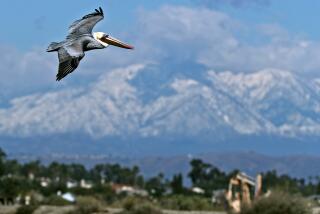 A Brown pelican flies in search of fish with the snowy San Gabriel Mountains in the background at Bolsa Chica Ecological Reserve in Huntington Beach on Tuesday, Dec. 29, 2020. The first significant Winter storm the day before brought cold temperatures and a large amount of rain and snow.
