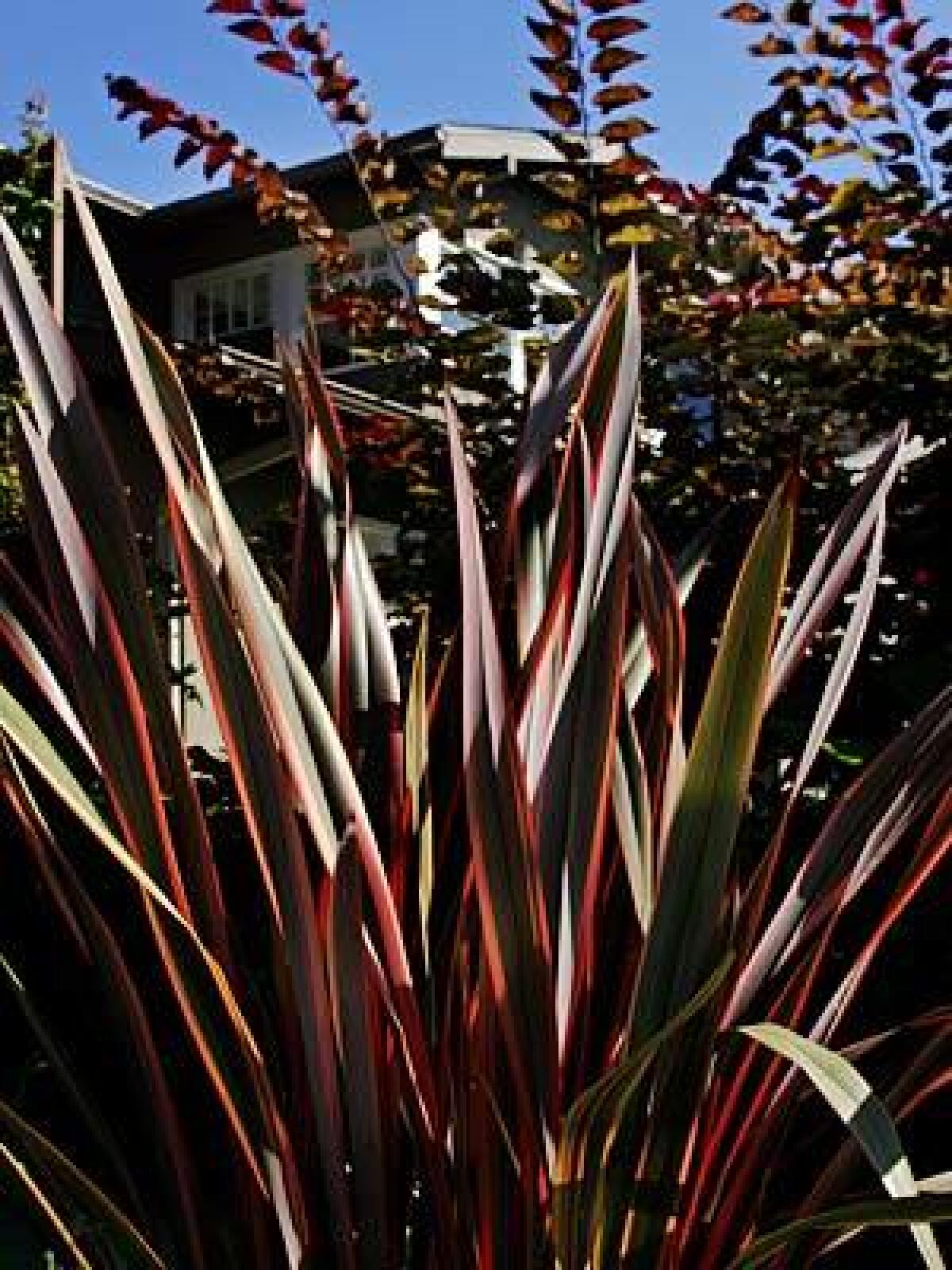 The Phormium `Guardsman,' a medley of green, yellow and red spiky leaves, at a Venice home.