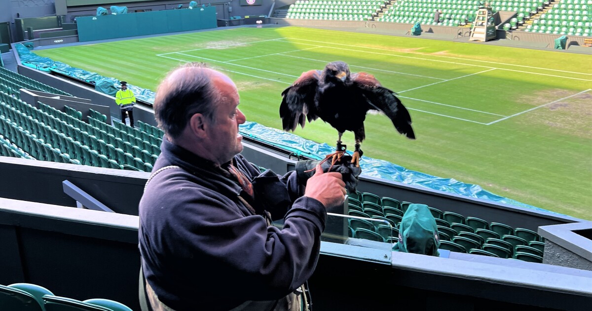 Rencontrez Rufus, le faucon qui éloigne les pigeons de Wimbledon