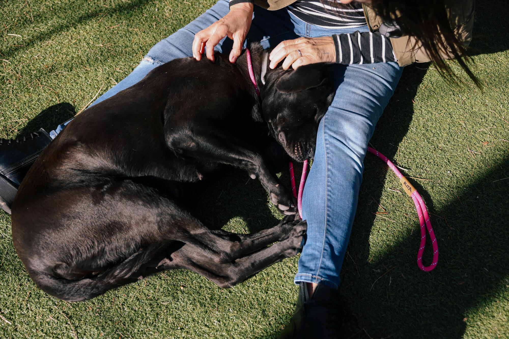 Rita Earl Blackwell connects with Raven in the play yard at the Lancaster Animal Care Center.