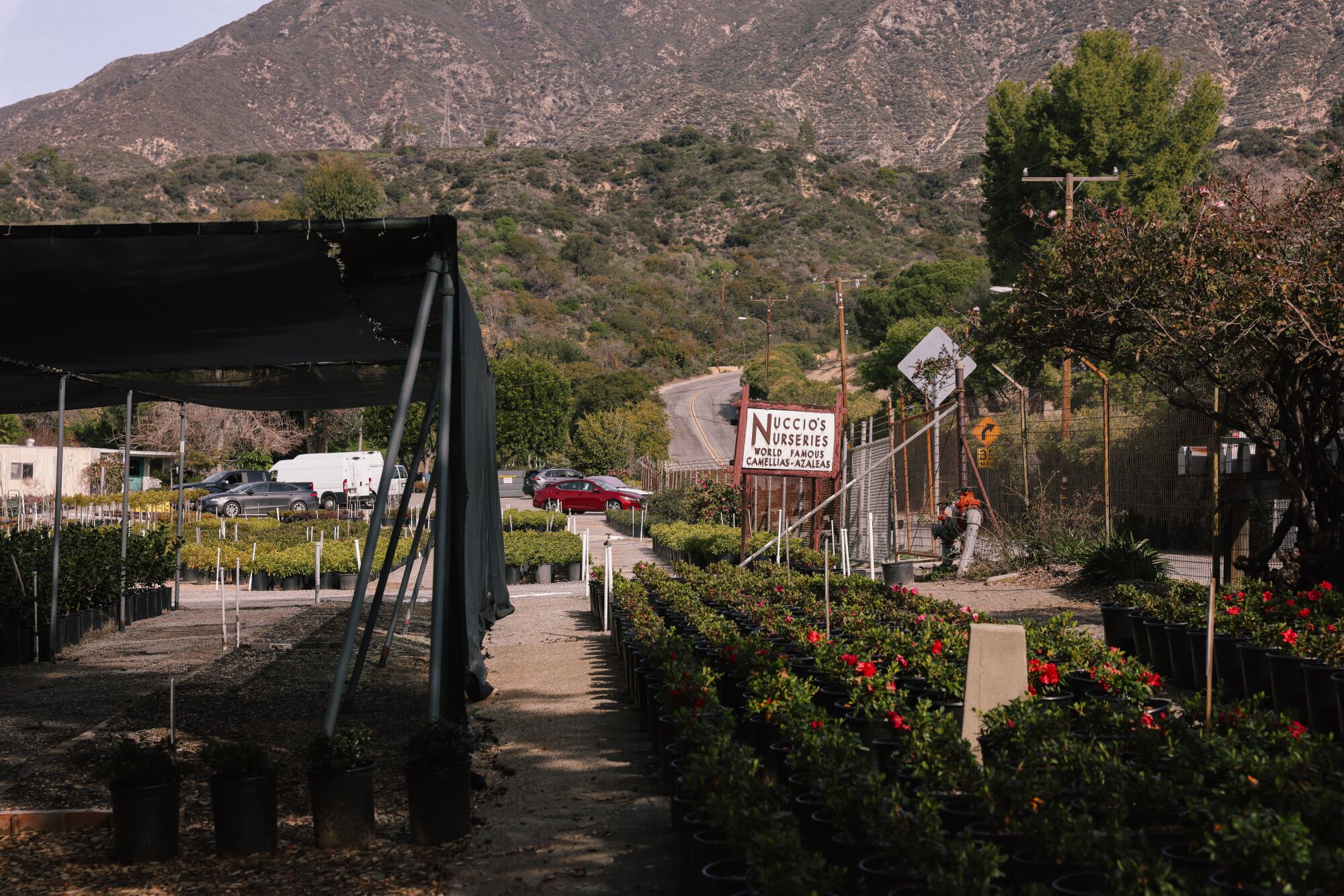 An open view of Nuccio's Nurseries.