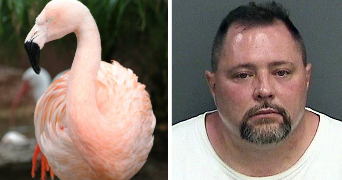 Pinky The Dancing Flamingo Killed After Theme Park Visitor Throws