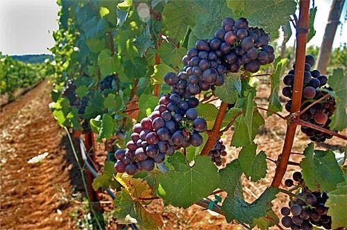 Oregon wine | Pinot Noir