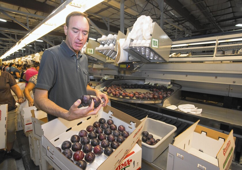 Dan Gerawan checks out plums on the line at his packing plant. Gerawan, president of Gerawan Farming, has fought off the United Farm Workers union, exposing rifts in the state board that governs labor disputes.