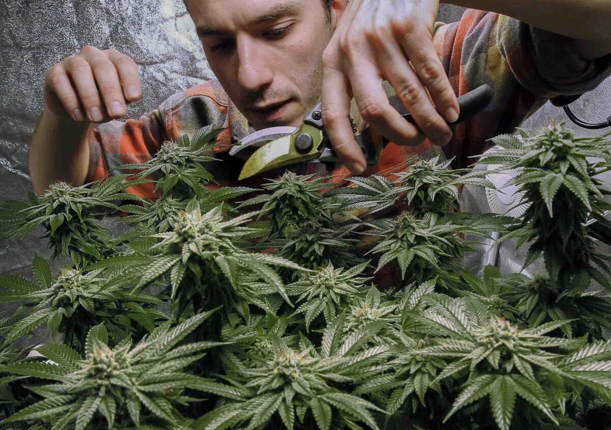 A grower prunes a marijuana plant that he is growing indoors.