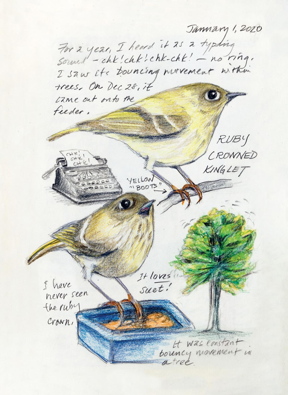 A sketch and journal text about the ruby-crowned kinglet