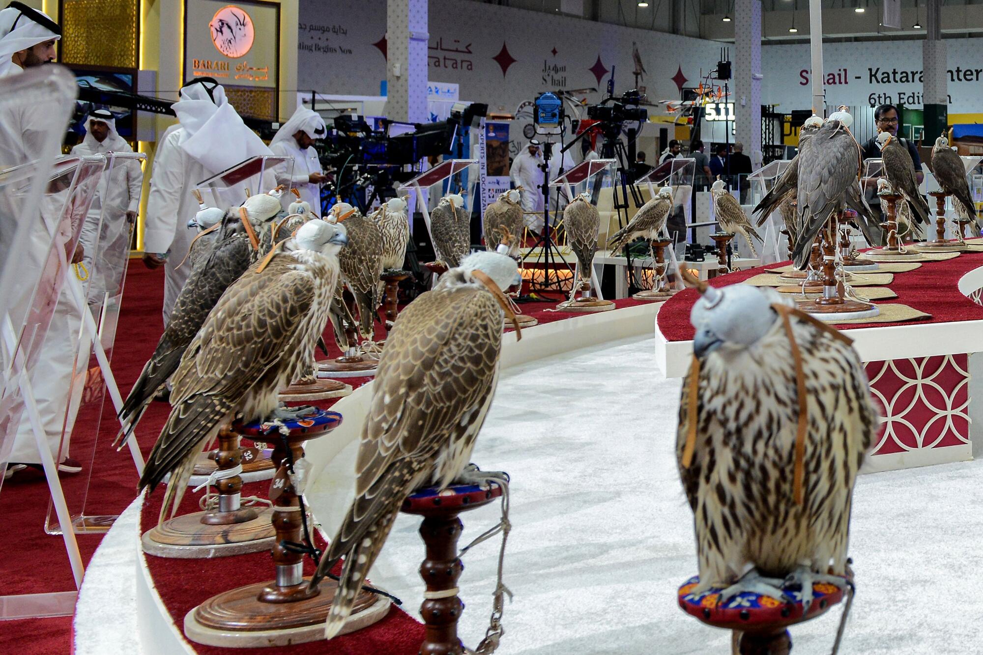 Falcons are presented at the Katara International Hunting and Falcons Exhibition at Katara Cultural Village.