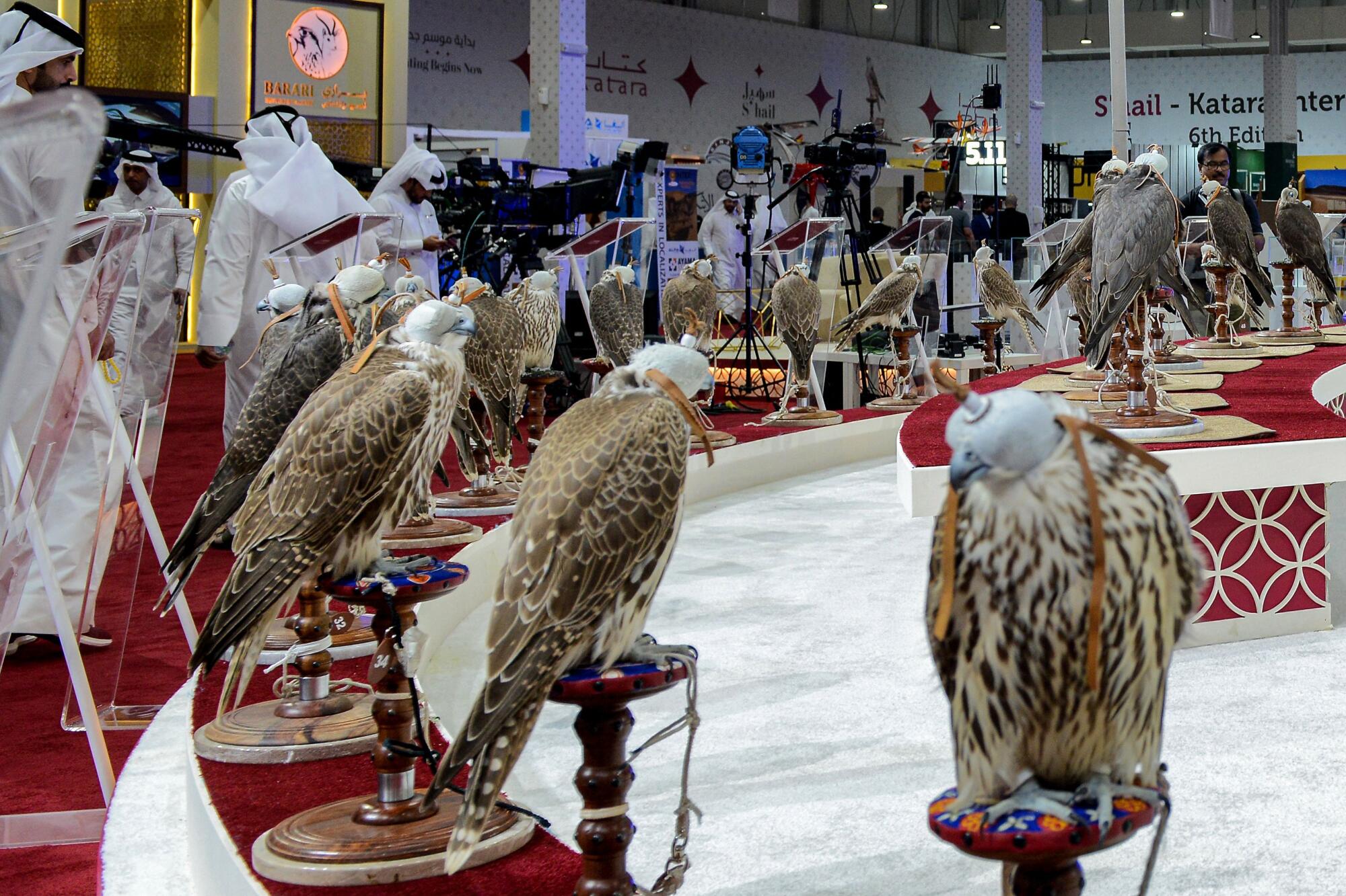 Long before the World Cup, falconry was Qatar's national sport - Los Angeles Times