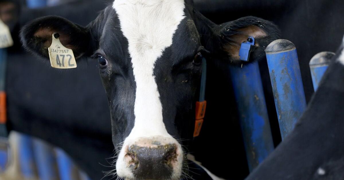 Nestle quietly exits global initiative to reduce dairy methane emissions