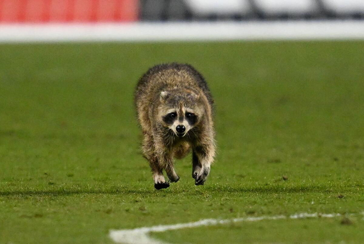 A raccoon invades the pitch during the game between New York City FC and the Philadelphia Union.