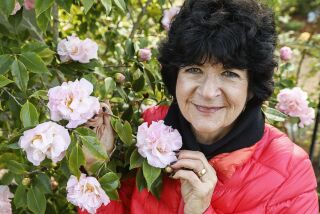 Hobbyist Sharon Lee in her garden with High Fragrance camellias on January 16, 2020 in Solana Beach, California.