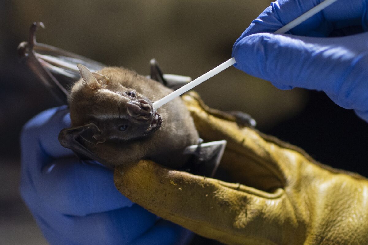 A bat is held by gloved hands while a long swab is inserted in its mouth.