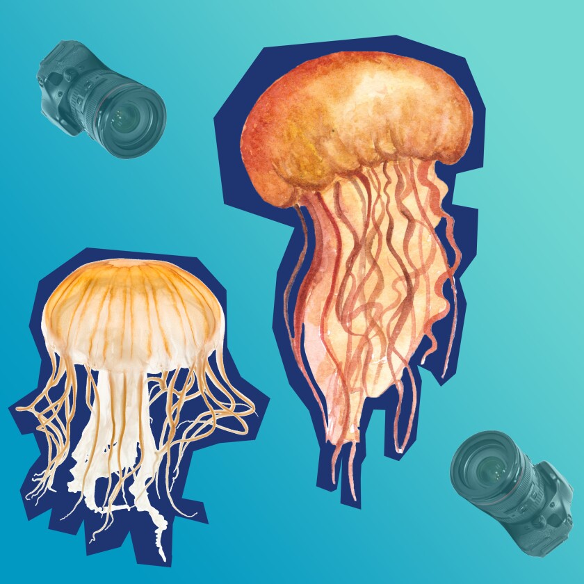 Jellyfish