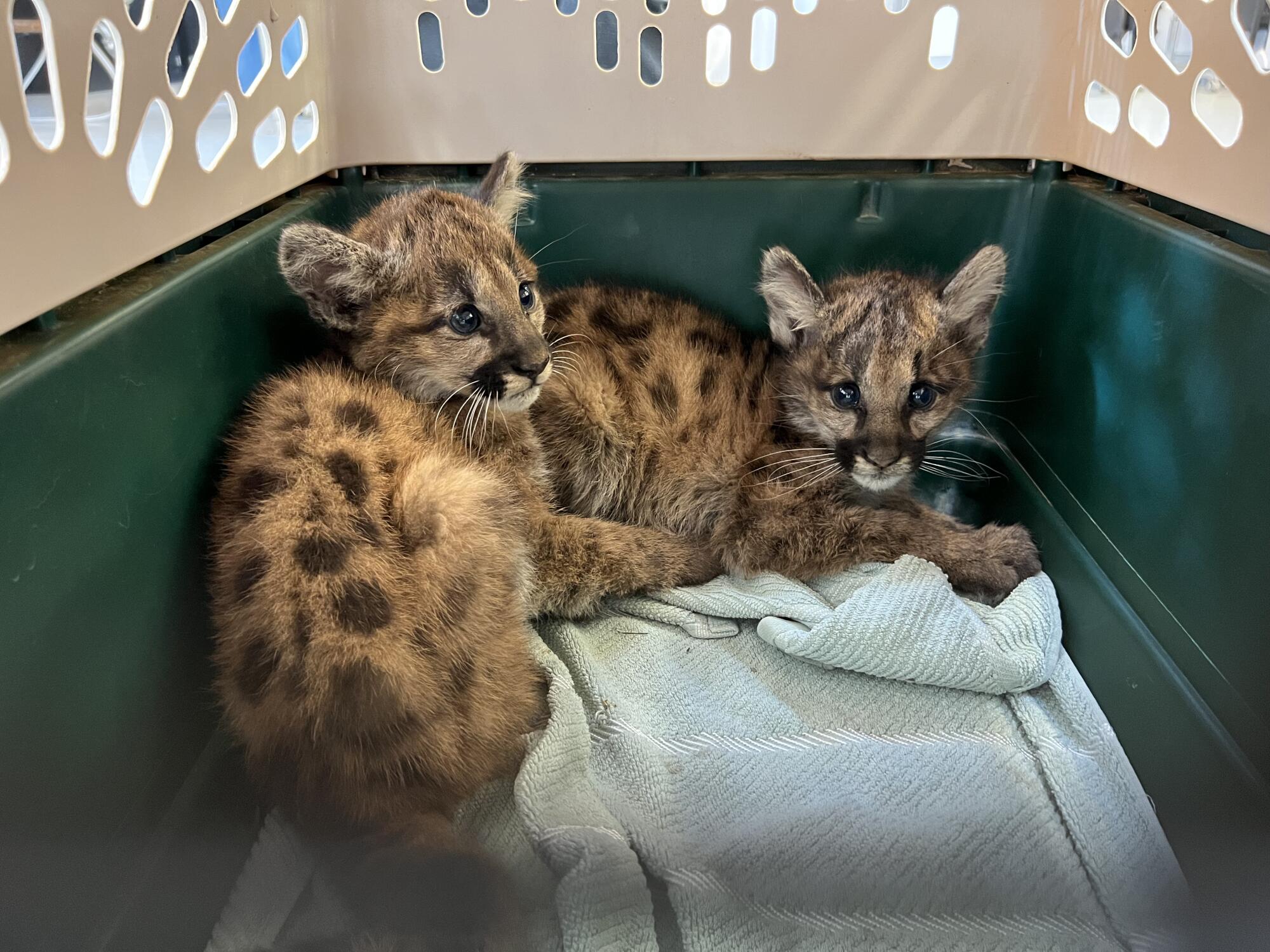 Two mountain lion kittens huddle together in a kennel crate. 