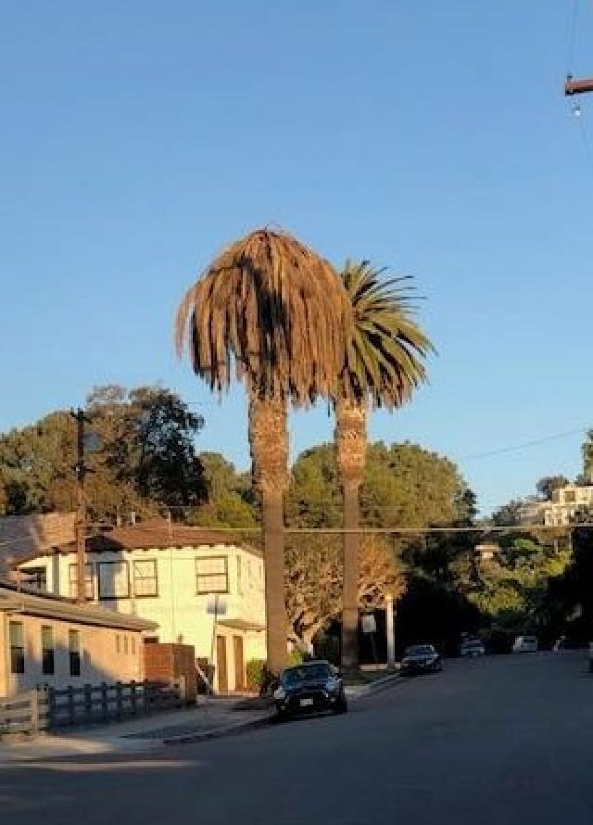 Several palm trees in La Jolla appear to be dying due to a weevil infestation happening throughout San Diego.
