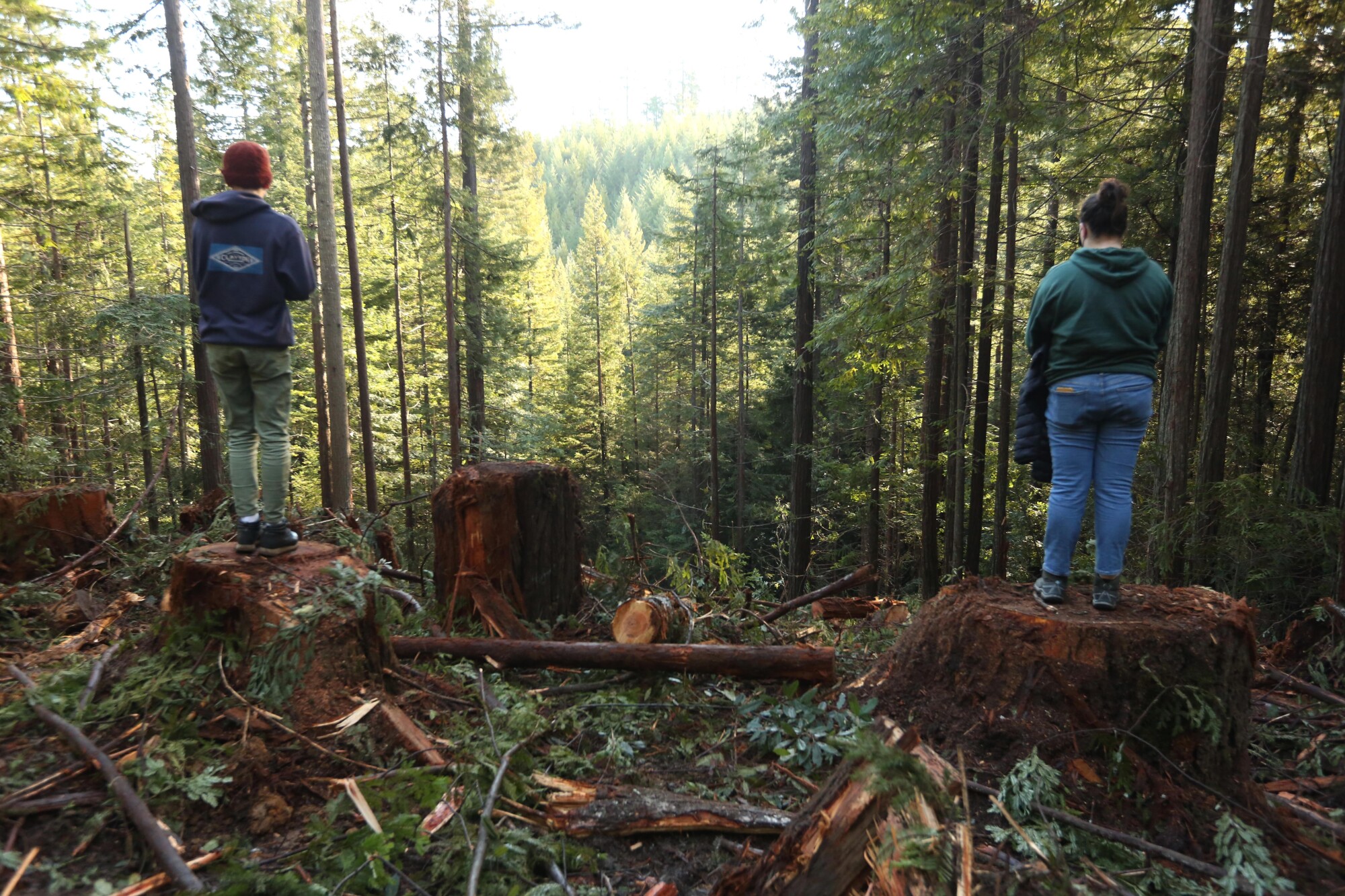 Youth activists stand on the stumps of fallen redwood trees in Jackson Demonstration State Forest