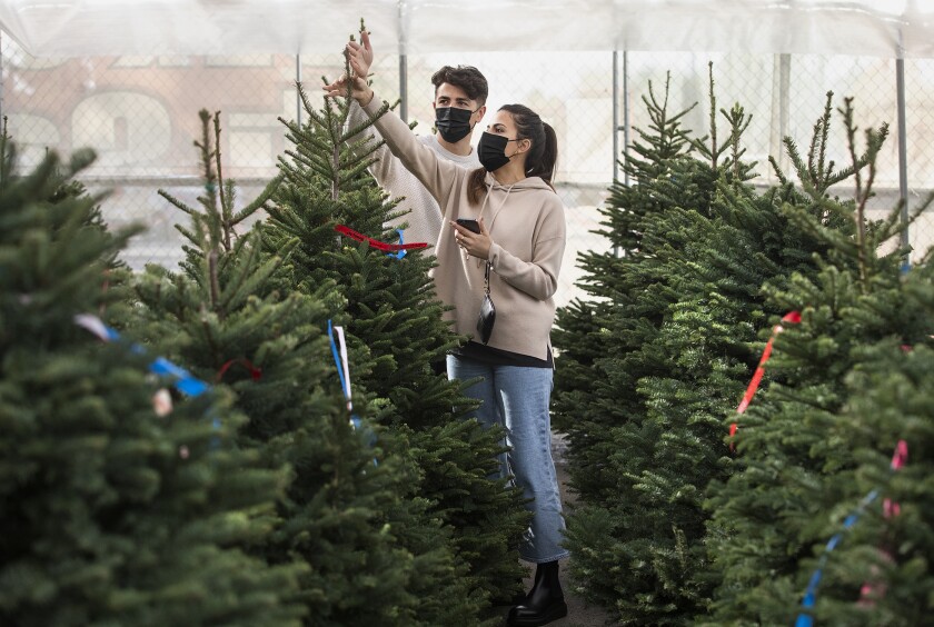 Two people examine a Christmas tree on a lot