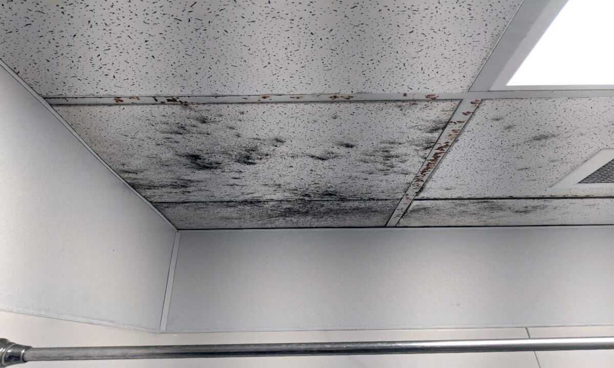 City inspectors found mold on the roof of a shower at Golden Hall, which is being used as a homeless shelter.