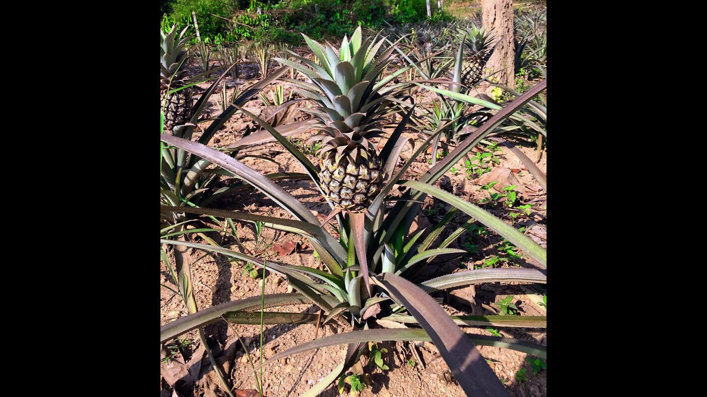 Passing through one of many pineapple fields on the bike ride.