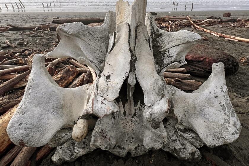 Photographer Elke Teichmann stumbled across the remains of mysterious large sea creature found at San Francisco beach