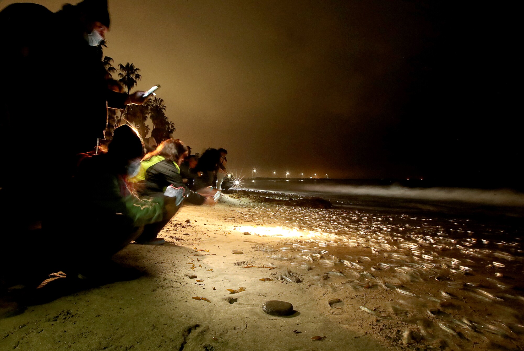 Beachgoers kneel to watch a grunion run in San Pedro.
