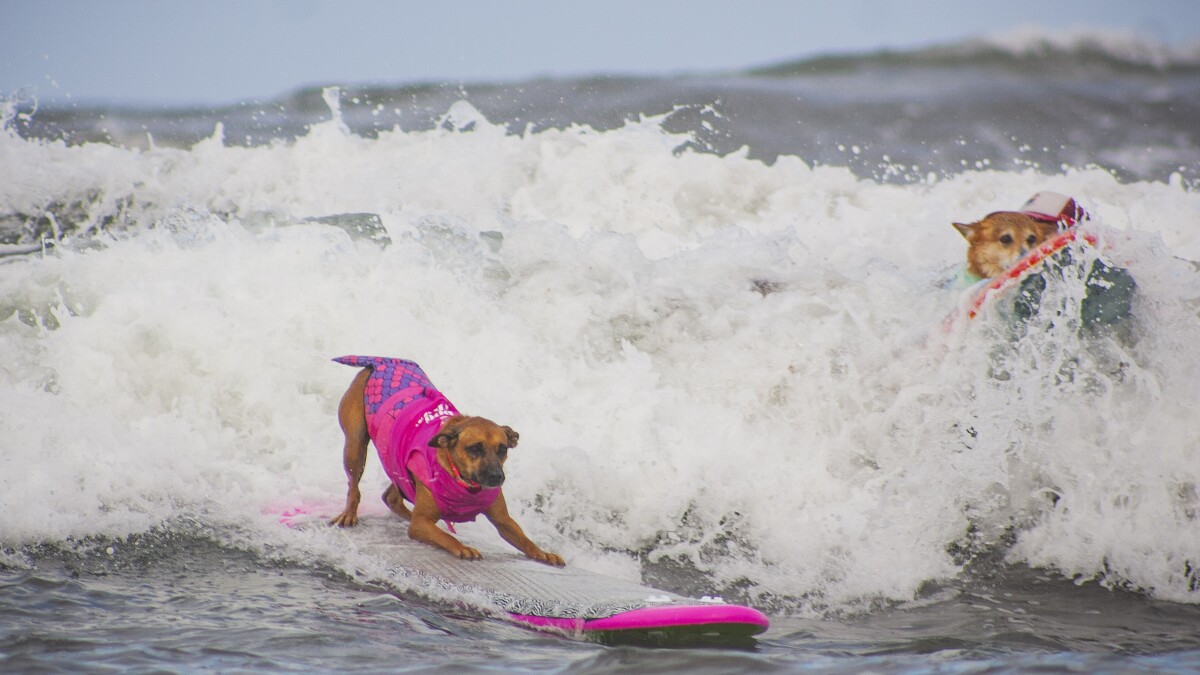 Surfing Dogs Ride Waves For Top Dog Title In Global Contest Del Mar Times Surfing Dogs Ride Waves For Top Dog Title In Global Contest Del Mar Times