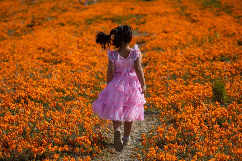Lancaster, CA - April 07: Happy Easter! I hope you're surrounded by sunshine, flowers, chocolate, and family on this happy day. Isabella Recio, 4, walks on the trail in a field of California Poppies outside the Antelope Valley California Poppy Reserve State Natural Reserve on Friday, April 7, 2023, in Lancaster, CA. (Francine Orr / Los Angeles Times)
