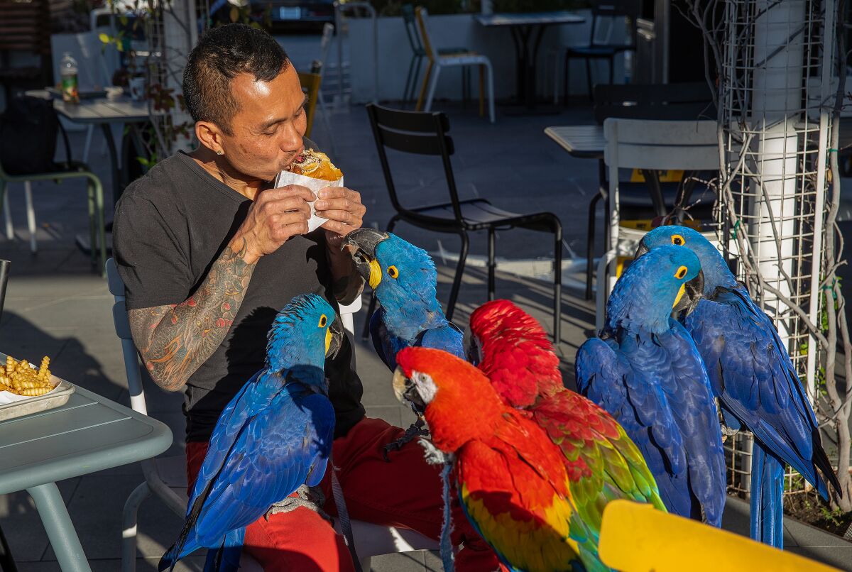 A man bites into a burger as six parrots sit and stare at him on a restaurant patio.