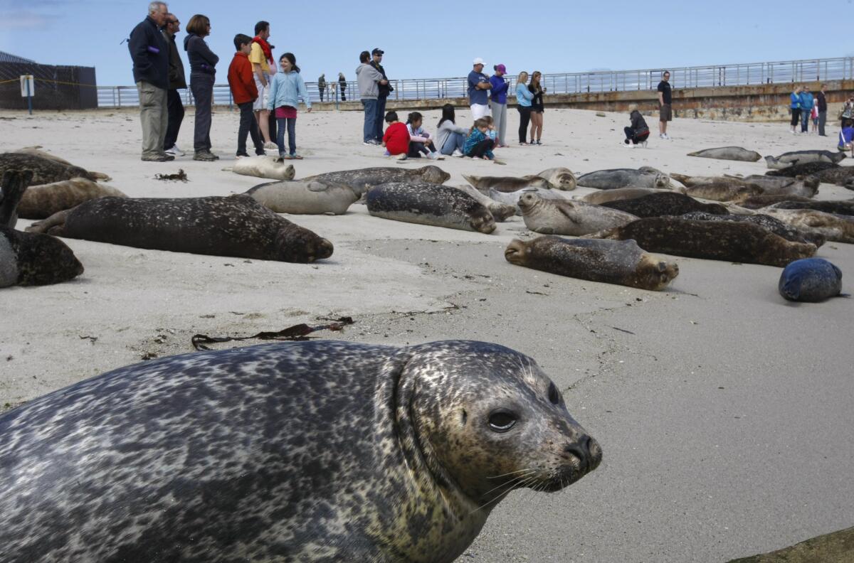 Visitors and harbor seals get a closeup look at each other at Children's Pool Beach in La Jolla. The Coastal Commission has approved a City Council plan to close the beach to people during the seals' pupping season.