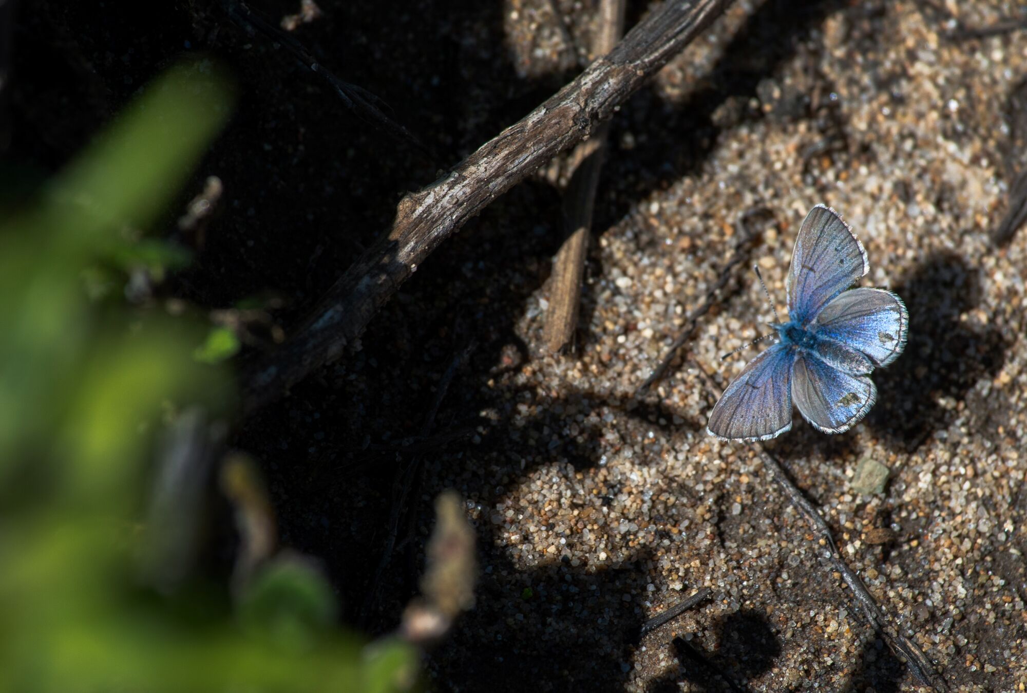 A butterfly perches on a span of bark.