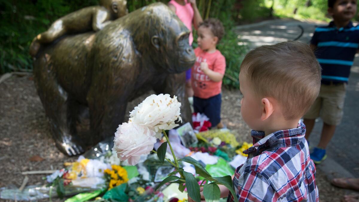 A boy brings flowers to put beside a statue of a gorilla outside the shuttered Gorilla World exhibit at the Cincinnati Zoo and Botanical Garden on May 30.