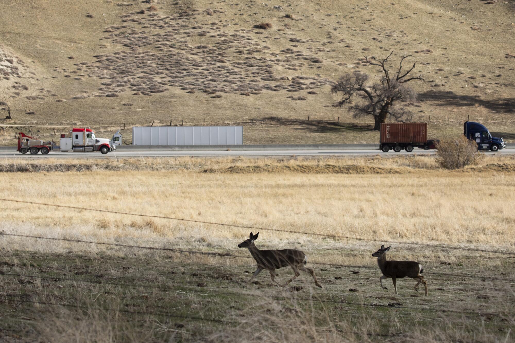 Deer run through a field as trucks drive along a freeway with a hilly landscape in the background