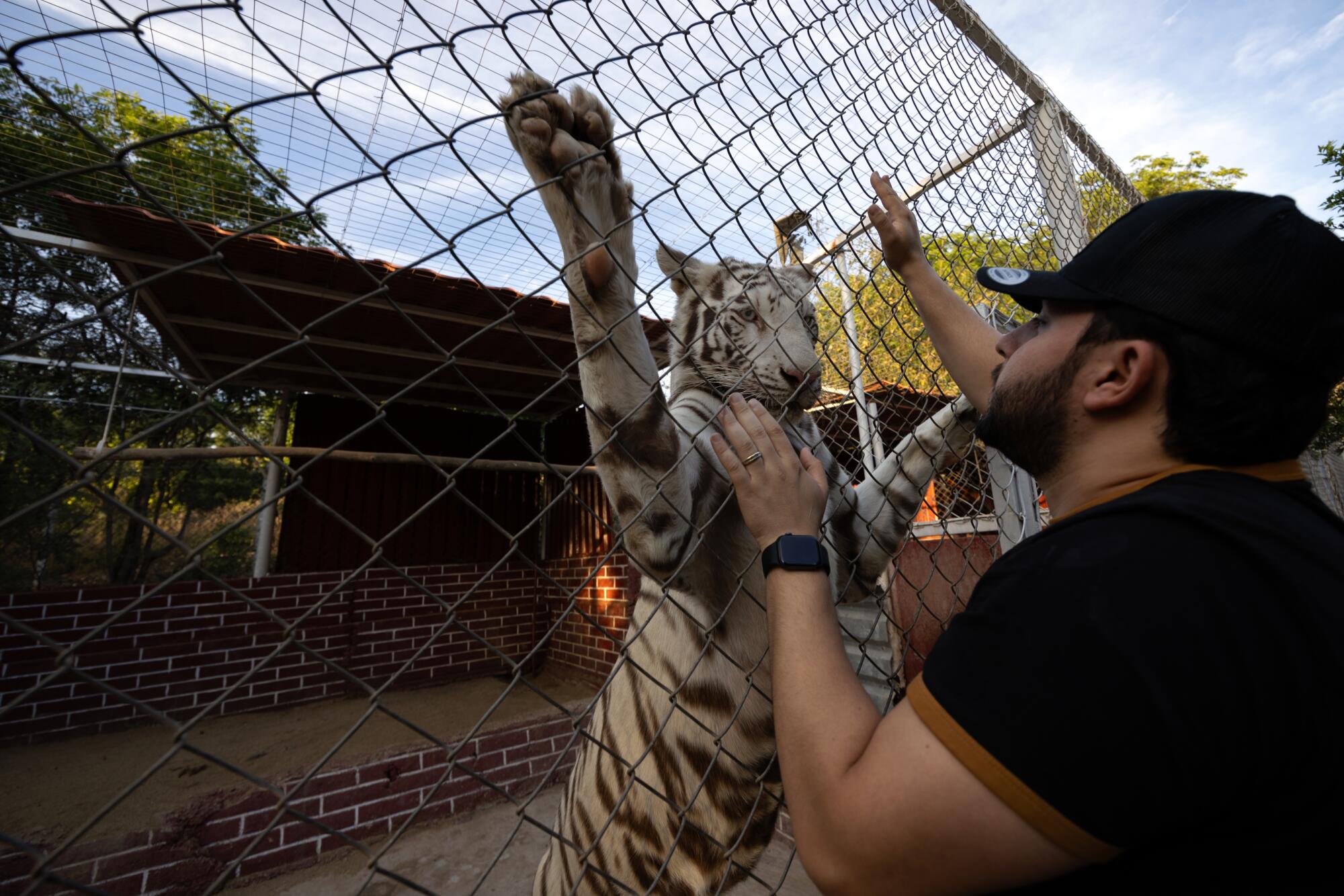 A tiger stands against a chain link fence as a man gets close on the other side.