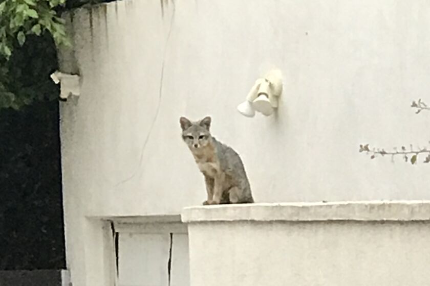 Foxes like this one, seen in La Jolla on June 21, have prompted discussions of their behavior 