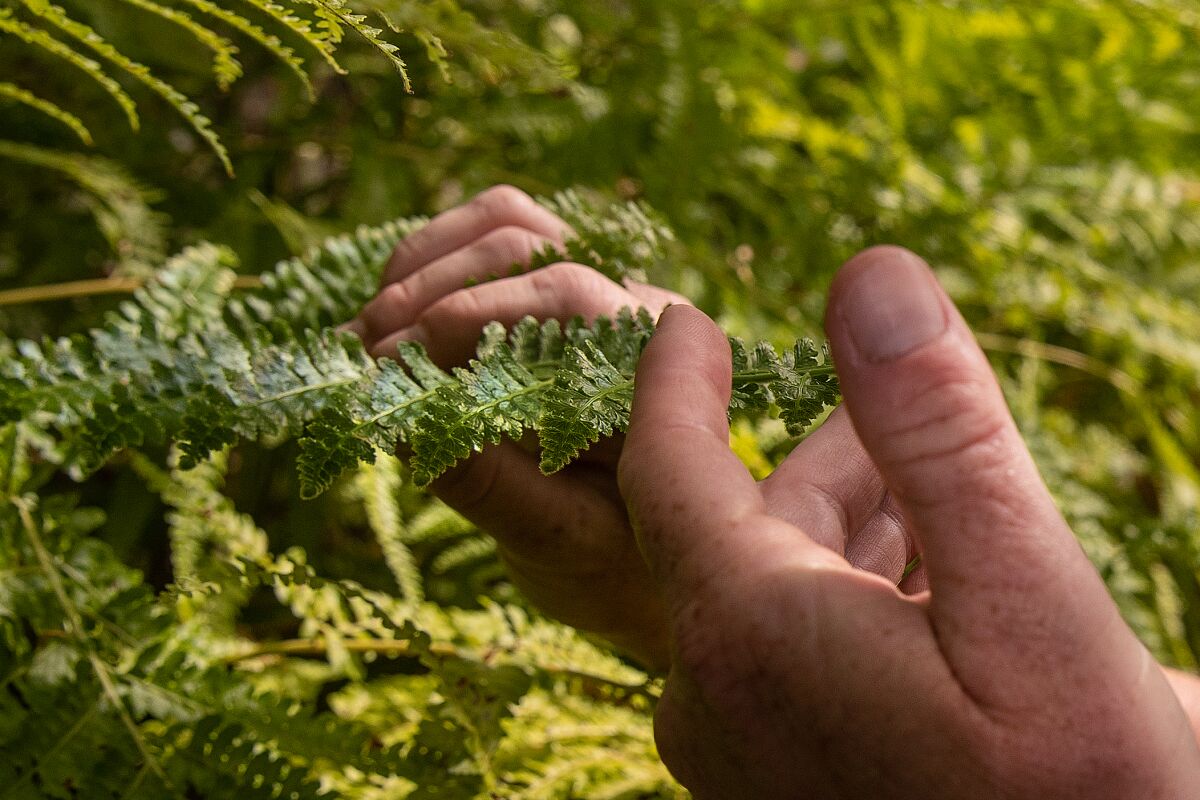 Jason Wise touches Coastal Woodfern growing at Griffith Park in Los Angeles.