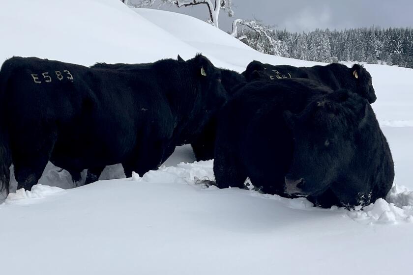 Cows up to their stomachs in snow at Kneeland, California ranch.
