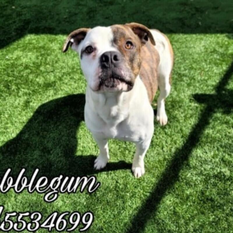 Bubblegum was euthanized at one of the LA county shelters. 